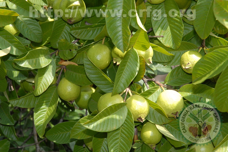 D02_White guava