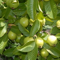 D02_White guava