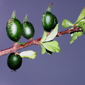 D04_Black Berry Jam Fruit