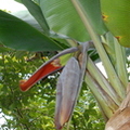 D05_Hawaiian Maoli Lahilahi banana