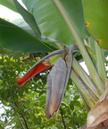 D05_Hawaiian Maoli Lahilahi banana