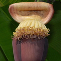 D06_Banana flowers