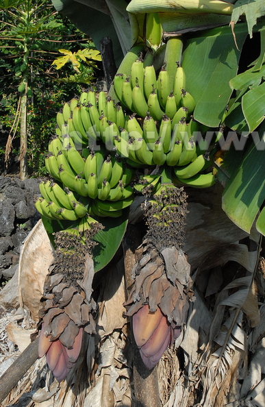 D07_Chinese Dwarf bananas double bunch