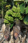 D07_Chinese Dwarf bananas double bunch