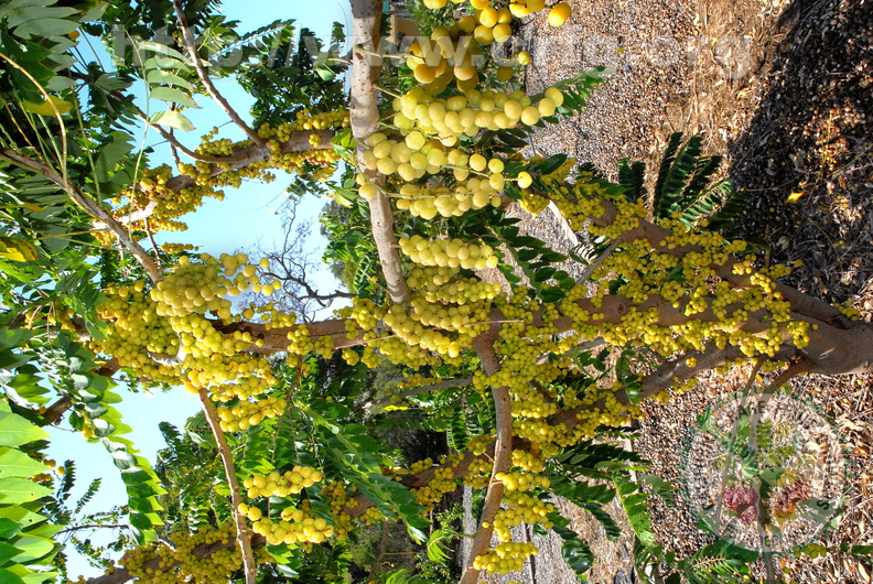D12_Otaheite Gooseberry in Kona Hawaii