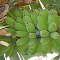 D13_Saba bananas in Kona Hawaii