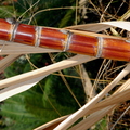 D14_Hawaiian Sugar Cane