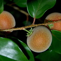 D16_Tropical Apricot in Kona Hawaii