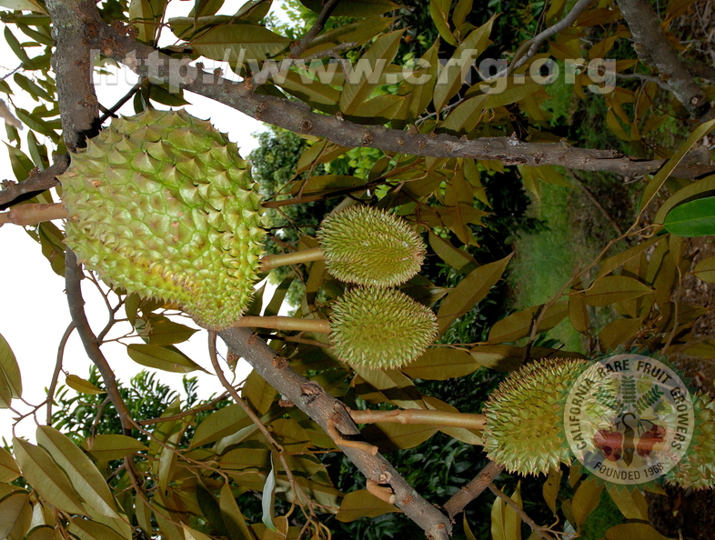 D19_Durian_in_Kona_Hawaii.jpg