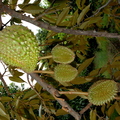 D19_Durian in Kona Hawaii