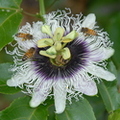 D30_Busy bees on Kona Hawaii passion fruit flower