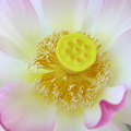 E12_Lotus_bloom_-_Richard_Sar