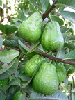 E16_Green_guavas_-_Richard_Sar