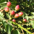 E26_Curry_tree_fruits