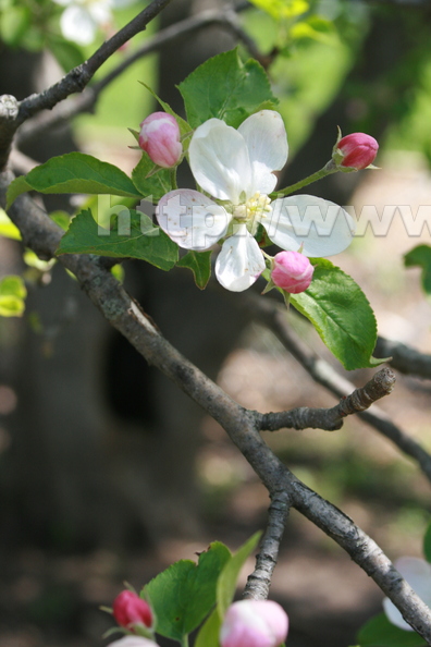 G01_Early_spring_apple_tree.jpg