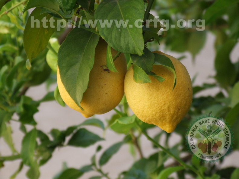 H02_Lemons.jpg