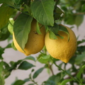 H02_Lemons