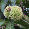 H14_Chestnut flower