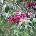 H16_Eugenia paniculata Austrailian brush cherry