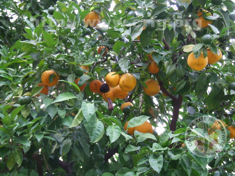 H17_Oranges
