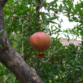 H18_Pomegranate_3