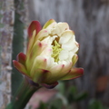 H20_Cereus sp flower