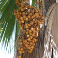 H25_Palm fruit
