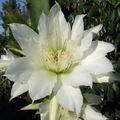H33_Pitaya Flower