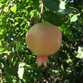 H38_Pomegranate