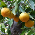 H40_Oranges