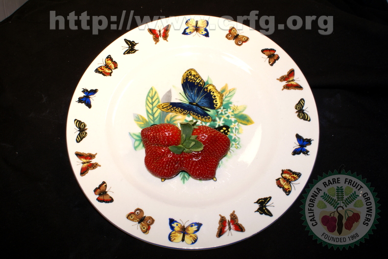 K03_Butterfly Plate