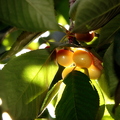 M06_Cherries_2