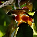 M07_Cherries_3