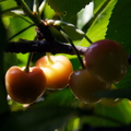M08_Cherries_4