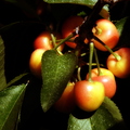 M09_Cherries_5