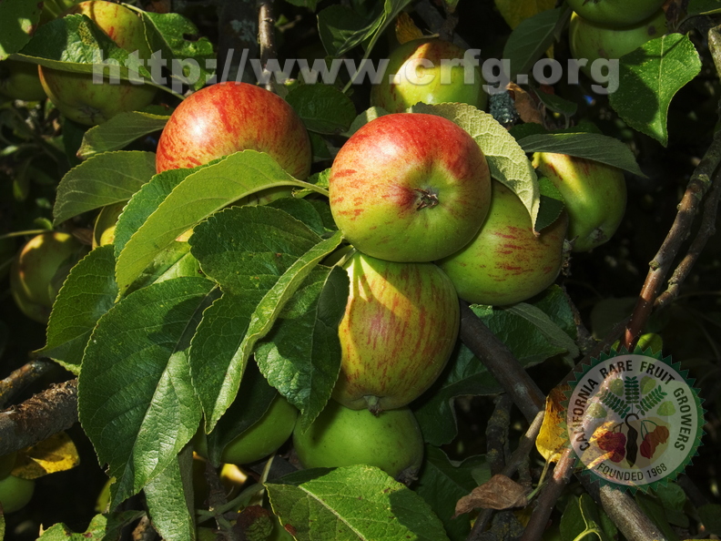 M11_Apples.jpg