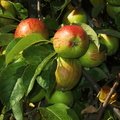 M11_Apples