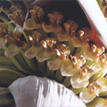 P01_Ice Cream Banana Blooms_1