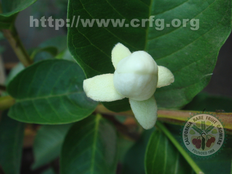 Q01_Turnbull White Guava flower