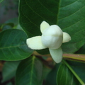 Q01_Turnbull White Guava flower