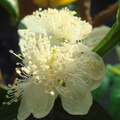 Q02_Indian Red Guava flowers