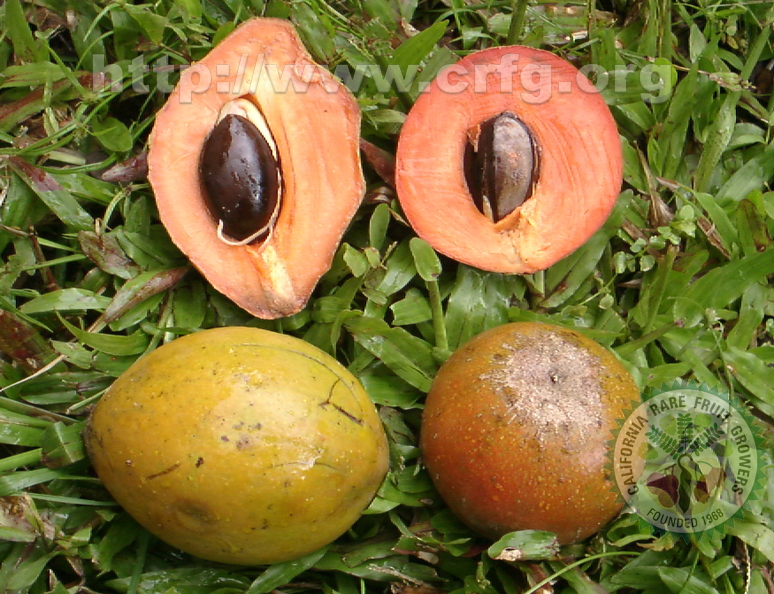 R01_2 Green Sapote Types