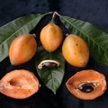 R10_Green Sapote Fruits 2