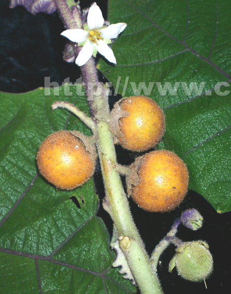 R19_Naranjilla_Fruit_Flower_Leaf_3.jpg