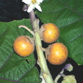 R19_Naranjilla Fruit Flower Leaf 3