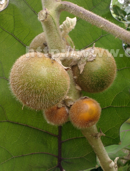 R20_Naranjilla Fruits