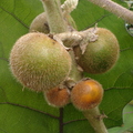 R20_Naranjilla Fruits