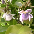 R21_Paradisne Nut Flowers Lecythis zabucaya