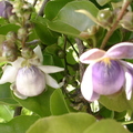 R22_Paradisne Nut Flowers 2 Lecythis zabucaya