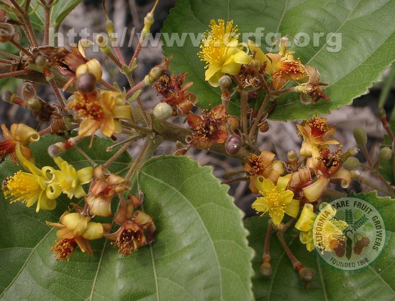 R26_Phalsa Flowers (Grewia asiatica)